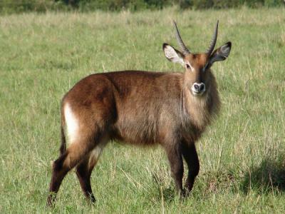 Waterbuck buck