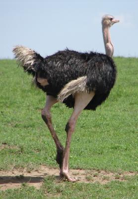 Ostrich stride