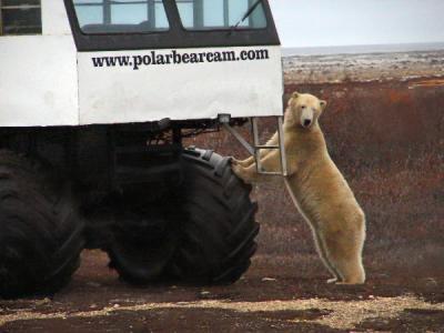Wonder why they loved the bearcam buggy so much...?