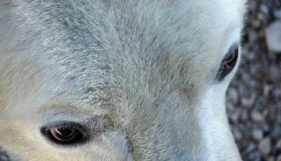 Polar peepers