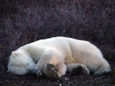 Nap-time