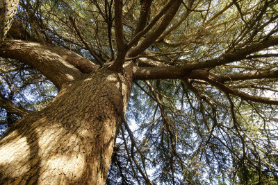 Big pine