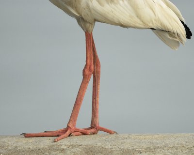 white ibis BRD7189.jpg