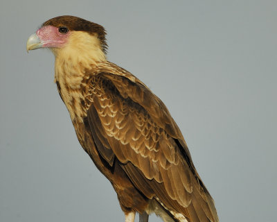 crested caracara BRD7771.jpg