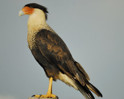 crested caracara BRD7786.jpg