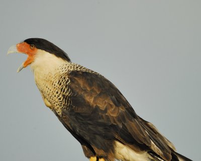 crested caracara BRD7775.jpg