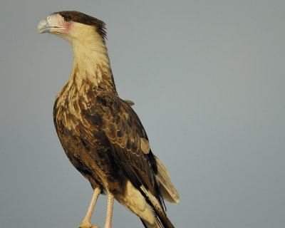 crested caracara BRD7785.jpg