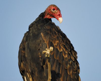 turkey vulture BRD8859.jpg