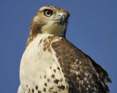 red-tailed hawk BRD8906.jpg