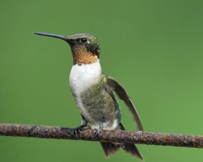 ruby-throated_hummingbird_BRD9014.jpg