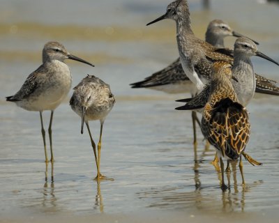 sandpipers BRD9287.jpg