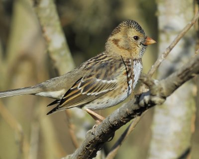 harris's sparrow BRD3545.jpg