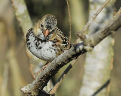 harris's sparrow BRD3544.jpg