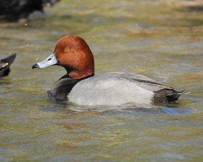 redhead BRD6476.jpg