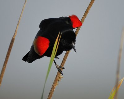 red-winged blackbird BRD7337.jpg