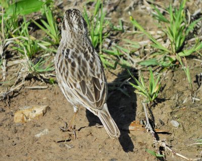 savannah sparrow BRD9354.jpg