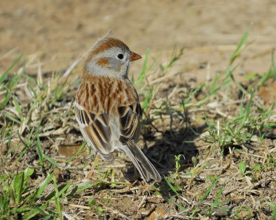 field sparrow BRD9340.jpg