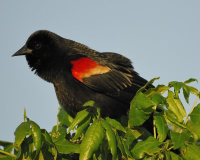 red-winged blackbird BRD0372.jpg