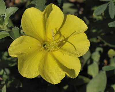 4005_yellow_flowers