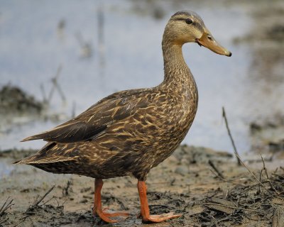mottled duck BRD5294.jpg