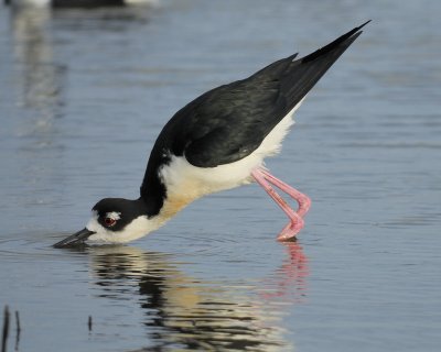 black-necked stilt BRD6273.jpg