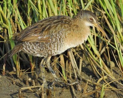 clapper rail BRD6414.jpg