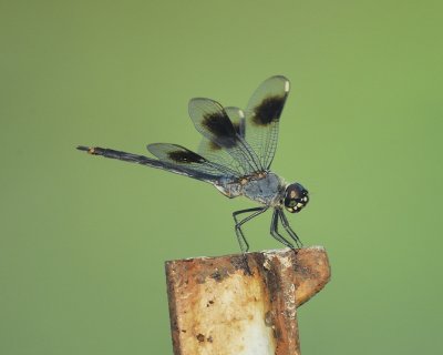 dragonfly BRD7763.jpg