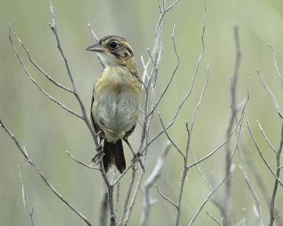 seaside sparrow BRD9036.jpg