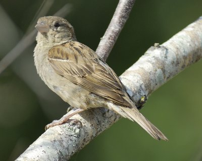 house sparrow BRD8213.jpg