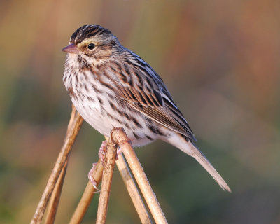 savannah sparrow BRD6617.jpg