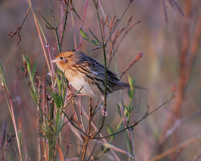 leconte's sparrow BRD6490.jpg