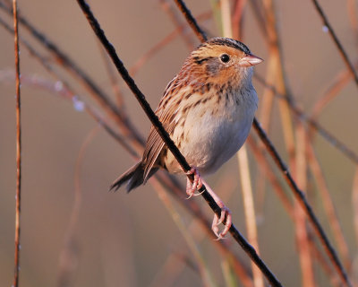 leconte's sparrow BRD6556.jpg