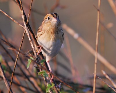 leconte's sparrow BRD6607.jpg
