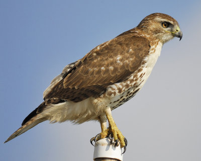 red-tailed hawk BRD5552.jpg