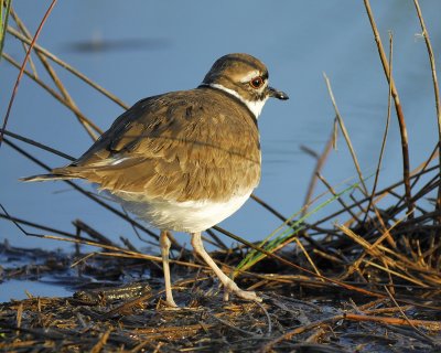 killdeer BRD5297.jpg