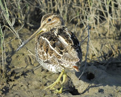 wilson's snipe BRD6118.jpg