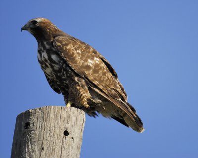 red-tailed hawk BRD6158.jpg