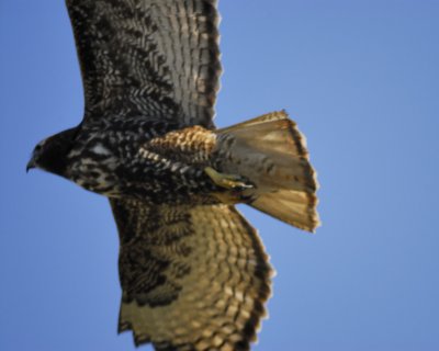 red-tailed hawk BRD6161.jpg