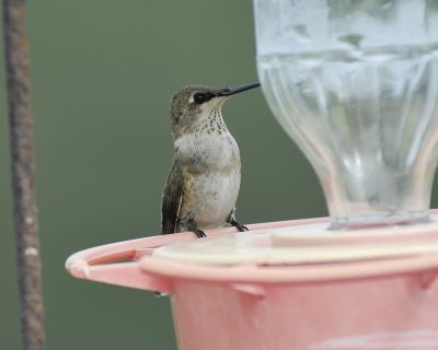 broad-tailed hummingbird BRD6032.jpg