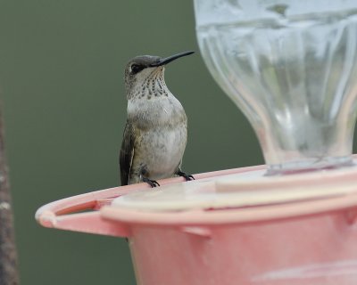 1390e_broad_tailed_hummingbird