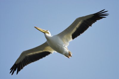 white pelican BRD5067.jpg