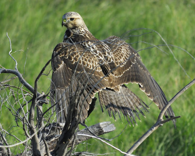 swainson's hawk BRD4583.jpg