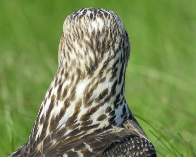 swainson's hawk BRD5166.jpg