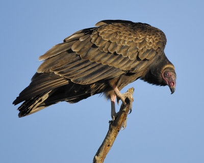 turkey vulture BRD6821.jpg