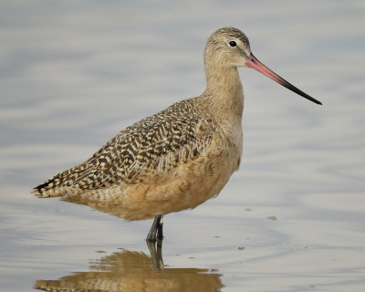 marbled godwit BRD7024.jpg