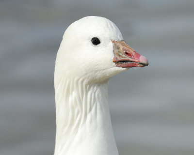 ross's goose BRD7268.jpg