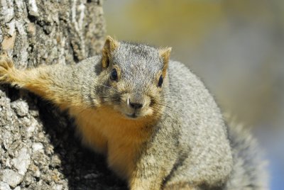 fox squirrel BRD7701.jpg