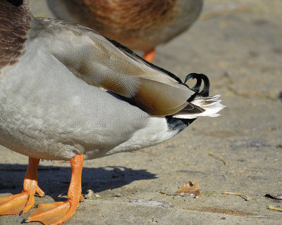 mallard BRD7688.jpg