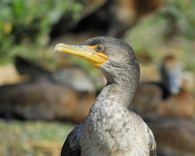 double-crested cormorant BRD7778.jpg