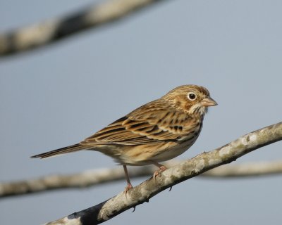 vesper sparrow BRD8072.jpg